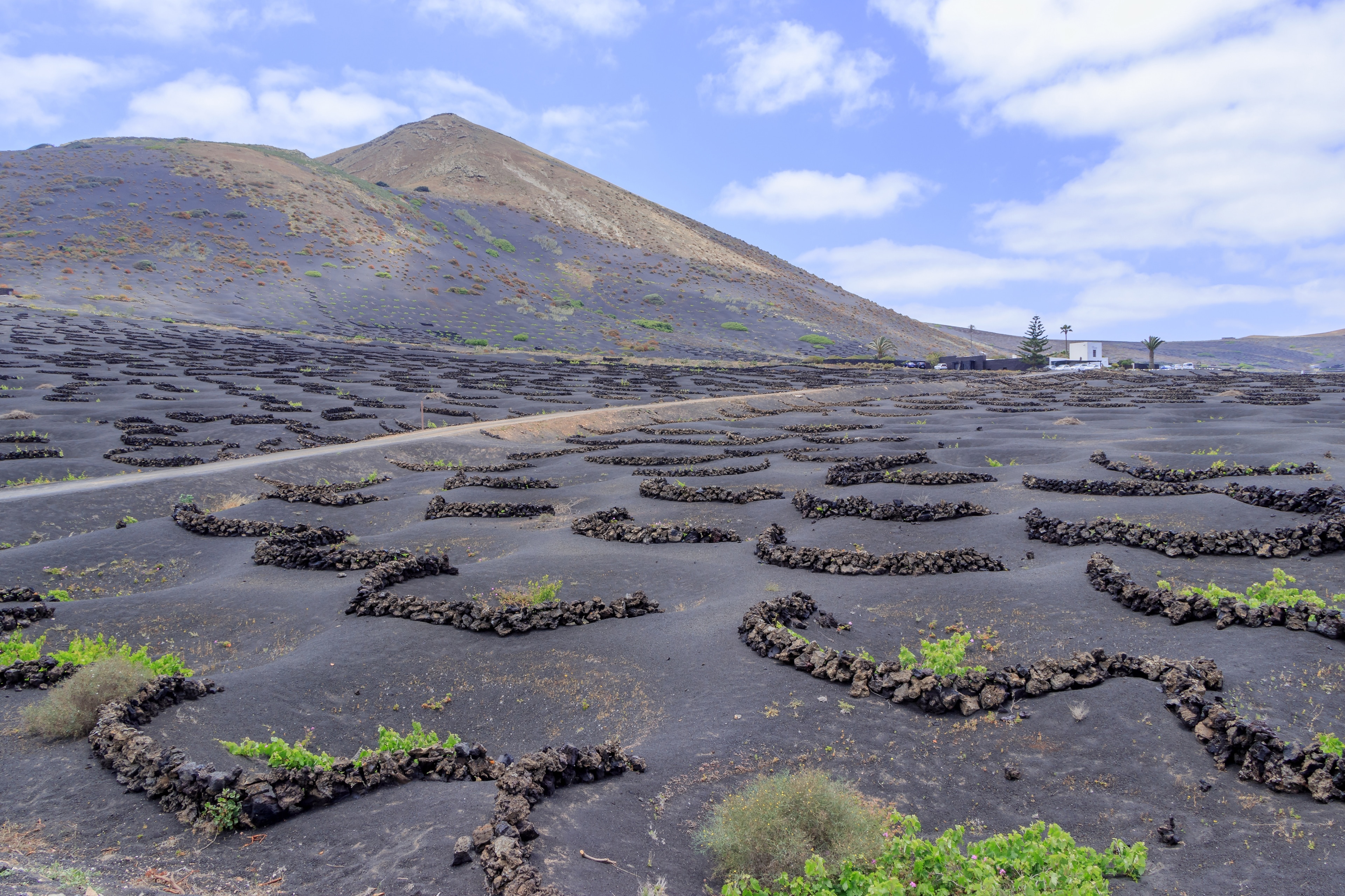 Billede "La Geria" af H. Zell (CC BY-SA) / beskåret fra det originale billede