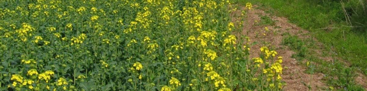 Photo "Farmland north of Kilham, East Riding of Yorkshire, England. The road from Kilham runs NS near the east edge of the grid square from which this view is from." by Stephen Horncastle (Creative Commons Attribution-Share Alike 2.0) / Cropped from original