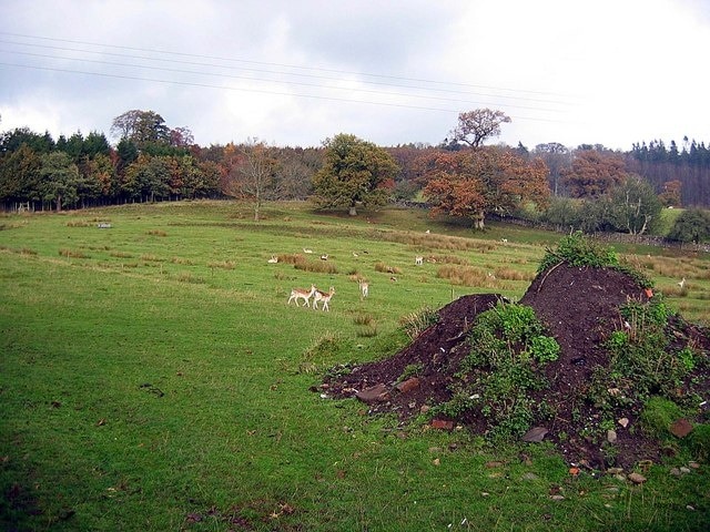 Deer park at Dalemain