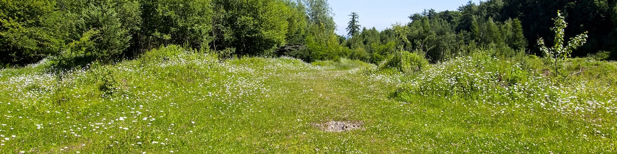 Photo "Naturschutzgebiet „Alter Steinbruch Liekwegen“ (NSG HA 212), Landkreis Schaumburg" by Kathy2408 (Creative Commons Attribution-Share Alike 4.0) / Cropped from original