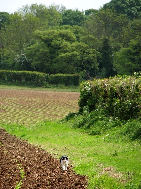 A field's edge ... and a cat on the prowl.