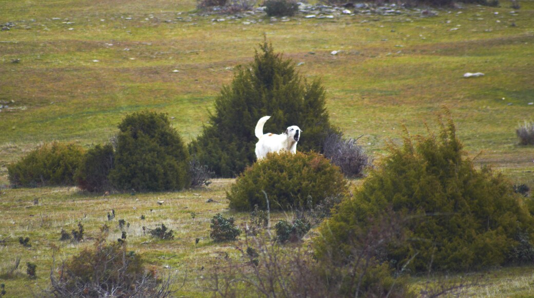 Photo "Prádena de Atienza" by José Ibáñez (CC BY) / Cropped from original