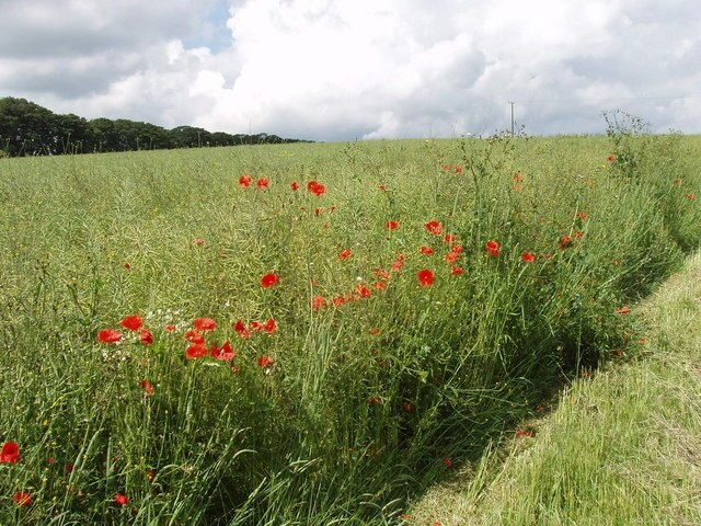 "Chilton"-foto av David Hawgood (CC BY-SA) / Urklipp från original