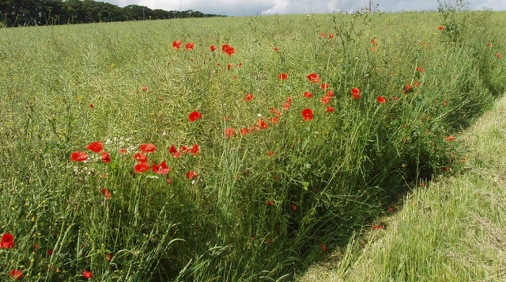 Photo "Chilton" by David Hawgood (CC BY-SA) / Cropped from original