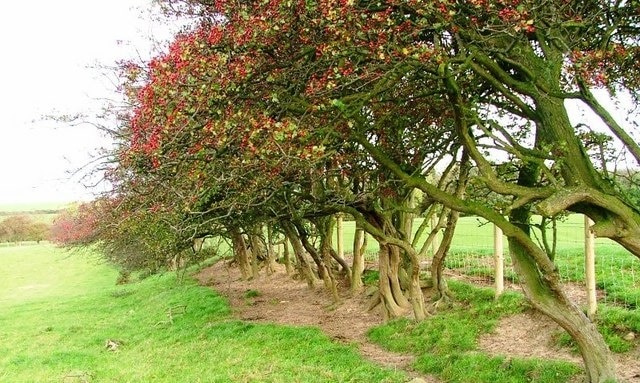 Photo "Heighington" by Mick Garratt (CC BY-SA) / Cropped from original