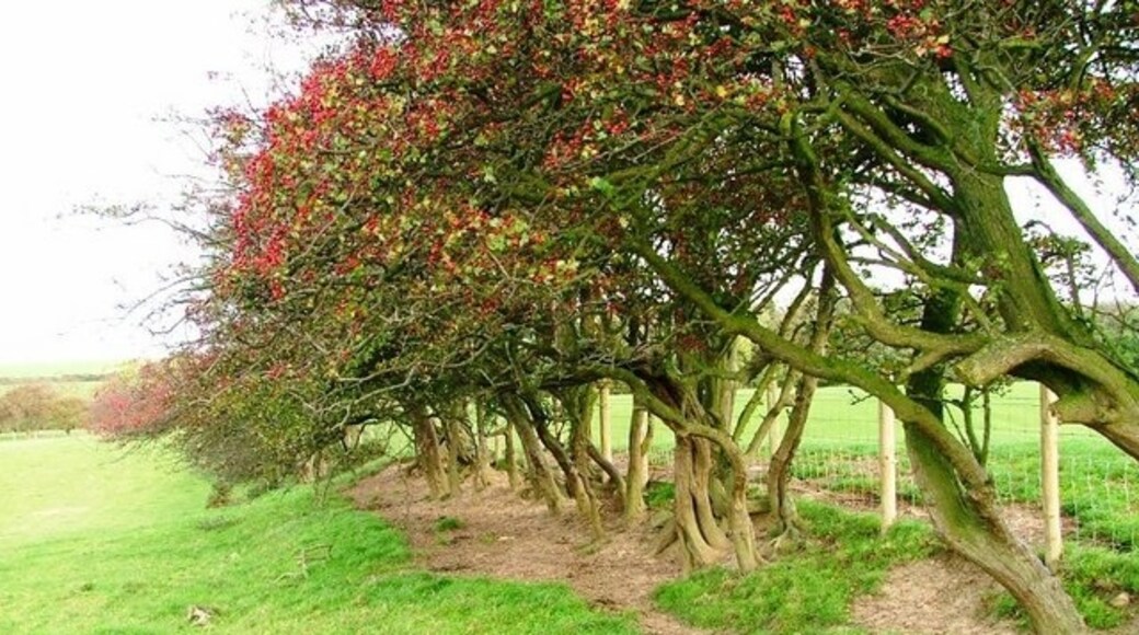 Foto "Heighington" por Mick Garratt (CC BY-SA) / Recortada de la original