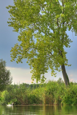 Fiume Mincio :: Curtatone (Mn)