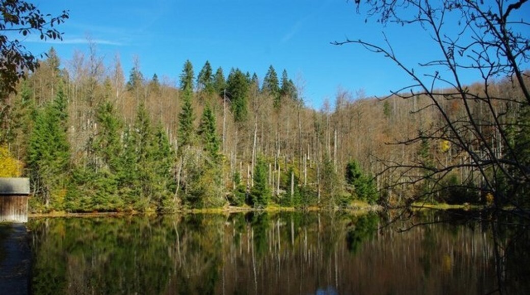 Foto „Waldhäuser Wald“ von K-H Lipp on geo.hlipp.de (CC BY-SA)/zugeschnittenes Original