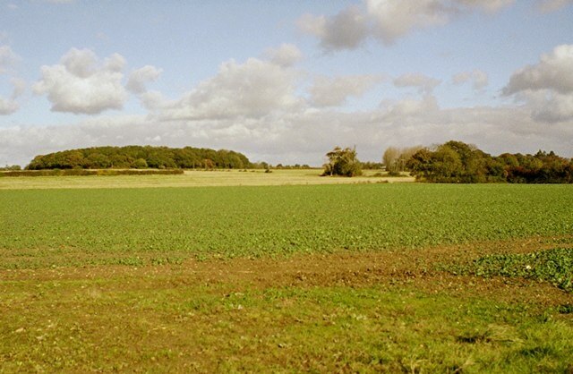 'Little Wood' Distinctive old wood to north of Horningtoft village