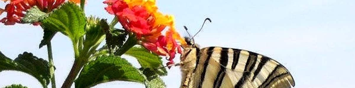 Photo "Iphiclides podalirius feisthameli. u/s" by gailhampshire (Creative Commons Attribution 2.0) / Cropped from original