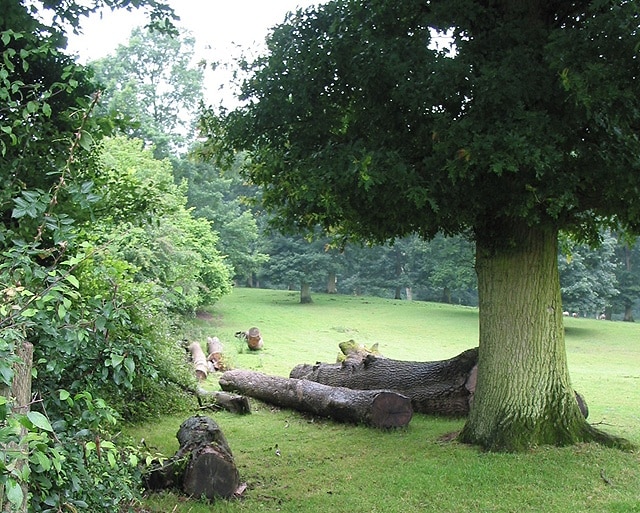 Felled timber, Beavan's Hill