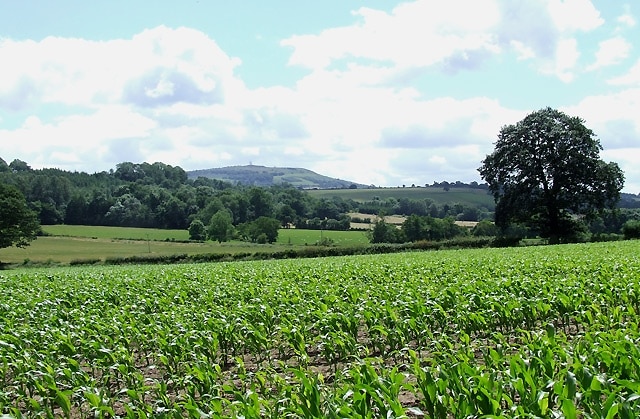 Crop Field, Weston, Shropshire Brown Clee Hill marks the skyline.