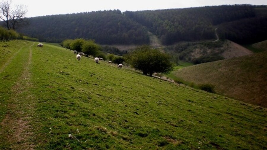 Photo "Deep Dale, Bishop Wilton, East Riding of Yorkshire, England. Sheep graze peacefully along the track leading from the Roman road (off the busy A166) into steep-sided Deep Dale." by Dr Patty McAlpin (Creative Commons Attribution-Share Alike 2.0) / Cropped from original