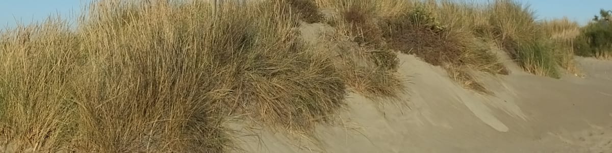 Photo "L'Espiguetteis a popular beach in the commune of Le Grau-du-Roi. The site contains an area of protected dunes that open onto the Mediterranean beach. A small length of that beach is managed by the Helio Club of Nîmes. Dunes and Hélio club de Nîmes sign" by ClemRutter (Creative Commons Attribution-Share Alike 4.0) / Cropped from original