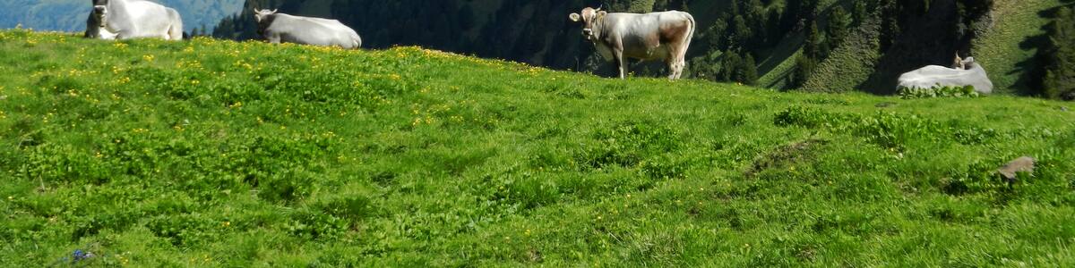 Photo "bivacco con vista" by Maurizio Ceol (Creative Commons Attribution 3.0) / Cropped from original