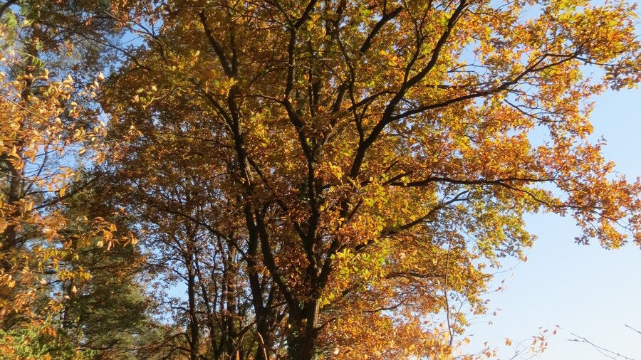 Photo "Stieleiche (Quercus robur) im Naturschutzgebiet Zugmantel-Bandholz" by undefined (Creative Commons Zero, Public Domain Dedication) / Cropped from original
