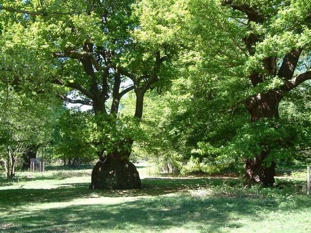 Unusual Oak Tree, Thorndon Country Park, Brentwood