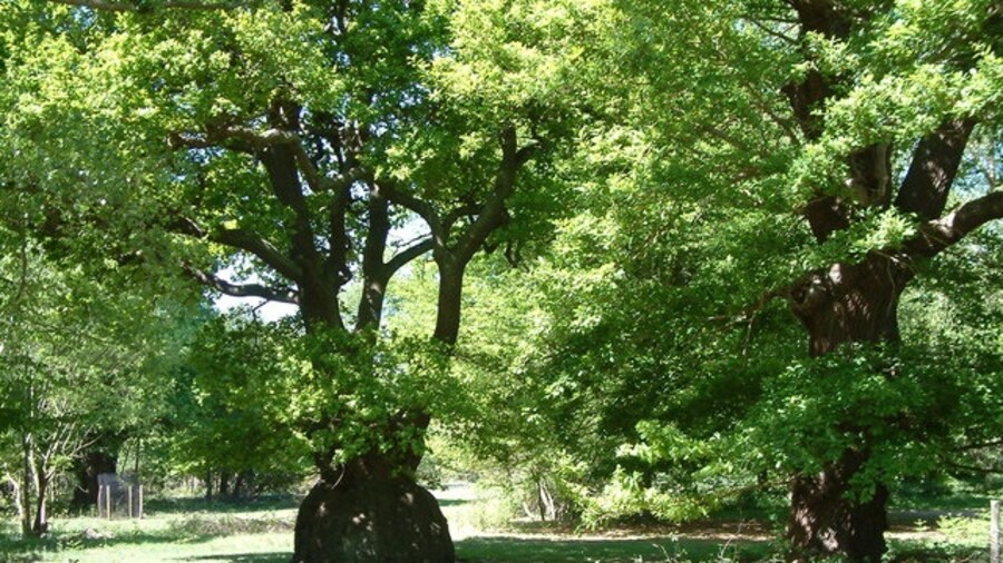 Photo "Unusual Oak Tree, Thorndon Country Park, Brentwood" by Robin Lucas (Creative Commons Attribution-Share Alike 2.0) / Cropped from original