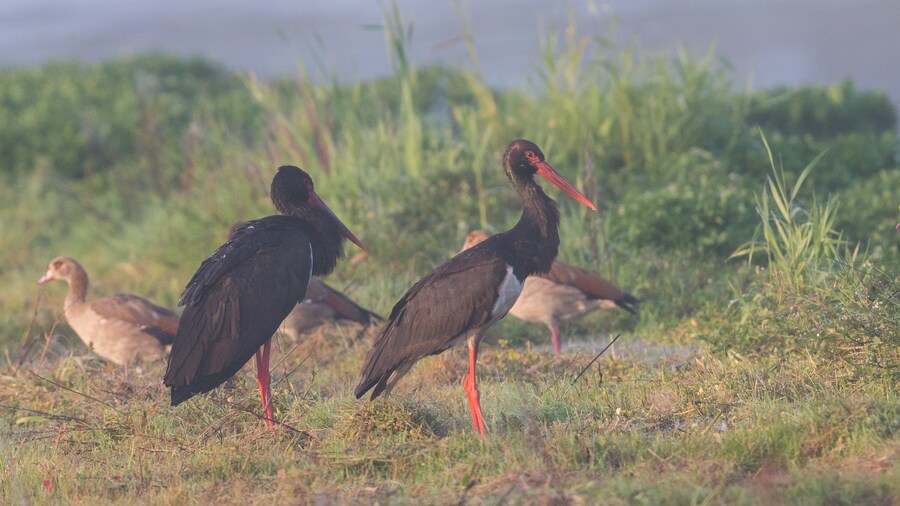 Photo "Black stork" by Andreas Trepte (Creative Commons Attribution-Share Alike 2.5) / Cropped from original
