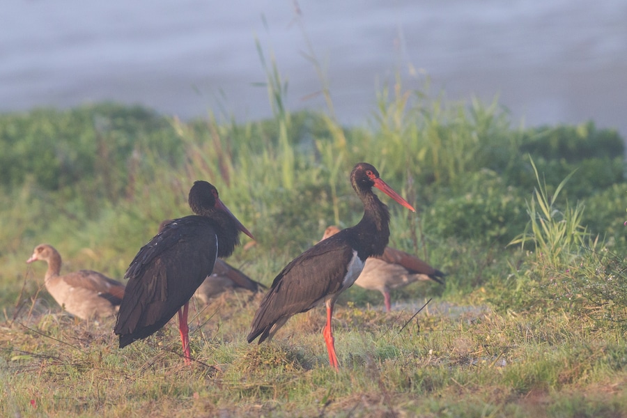 Black stork