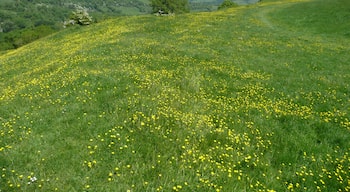 "Climbing up on Solsbury Hill", made famous by the Peter Gabriel song of 1979. The hill is actually called Little Solsbury Hill, it's a hill fort above Bathampton, just east of Bath. The photo was taken looking west to the Swainswick Valley, on a glorious May day, when the whole hill was covered in buttercups. It's a fantastic destination on a summers day. We did a 15 mile circular hike from Bath, following the start of the Cotswolds Way out of Bath, up to Kelston Round Hill. At the Horse race course, turn right off the Cotswolds Way, and head to Landsdown Road. Cross the road, and head across the level fields to Charlcombe Grove Farm, then descend into the valley below to go through Woolley village and to Upper Swainswick. Cross the A46, and climb up Solsbury Hill. From there descend to the south east to Bathampton, cross the River Avon and head up to the Kennet & Avon canal, which you follow back into Bath. An alternate walk up Solsbury Hill is provided by Damian Hall in the Cicerone title "Walking in the Cotswolds" - Walk 26 "Swainswick Valley and Little Solsbury Hill". That starts from a car park on the A46.