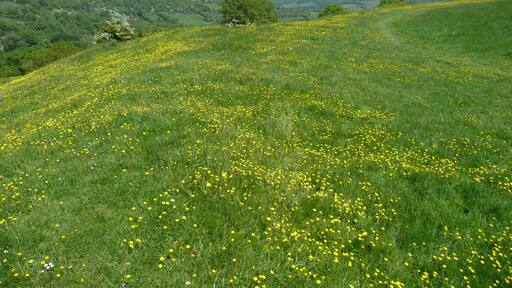 Billede "Batheaston" af Paul Stephenson (CC BY) / beskåret fra det originale billede