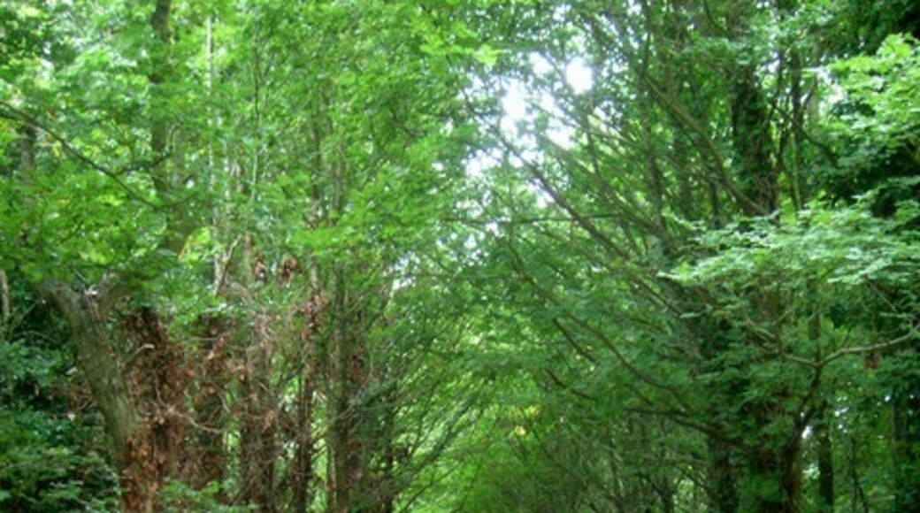 Foto "Selmeston" de Simon Carey (CC BY-SA) / Recortada do original