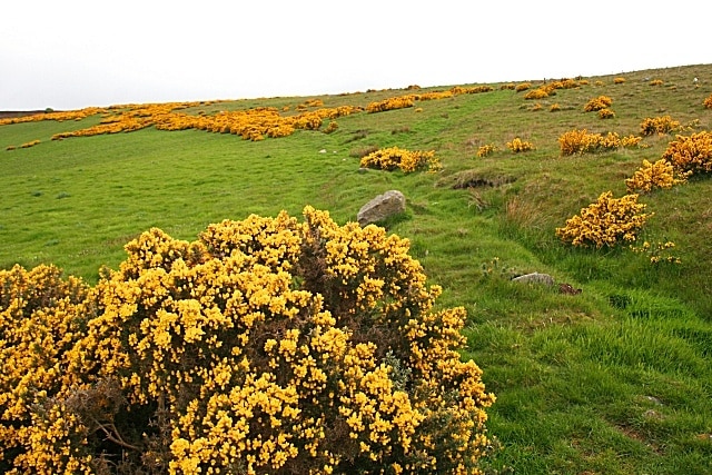 Hill of Bellyhack Mixed pasture and whins here, but most of this square is forested.