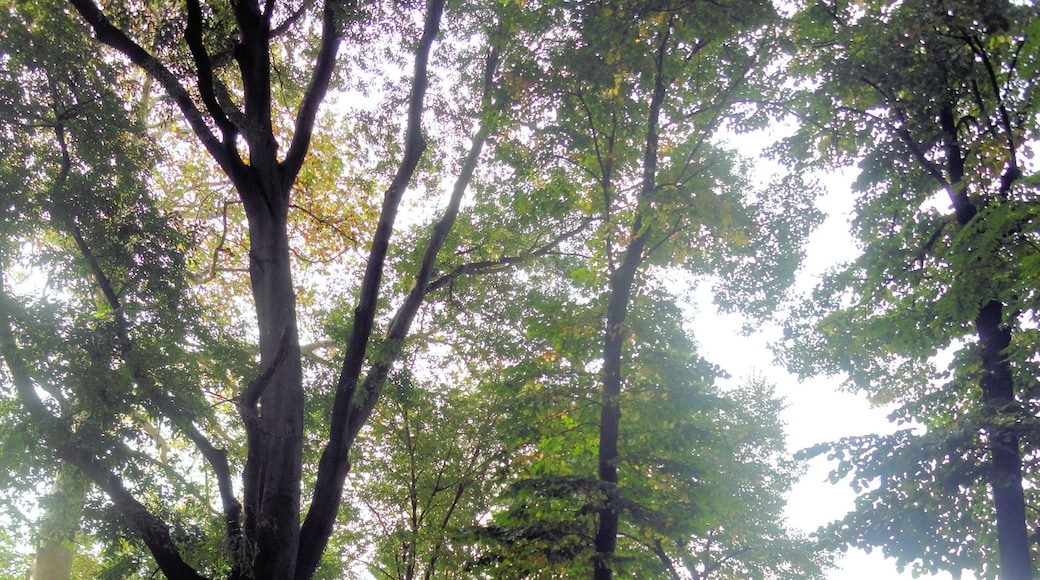 Foto "Isola del Bosco - Delle Corti" di Occhigatta (page does not exist) (CC BY-SA) / Ritaglio dell’originale