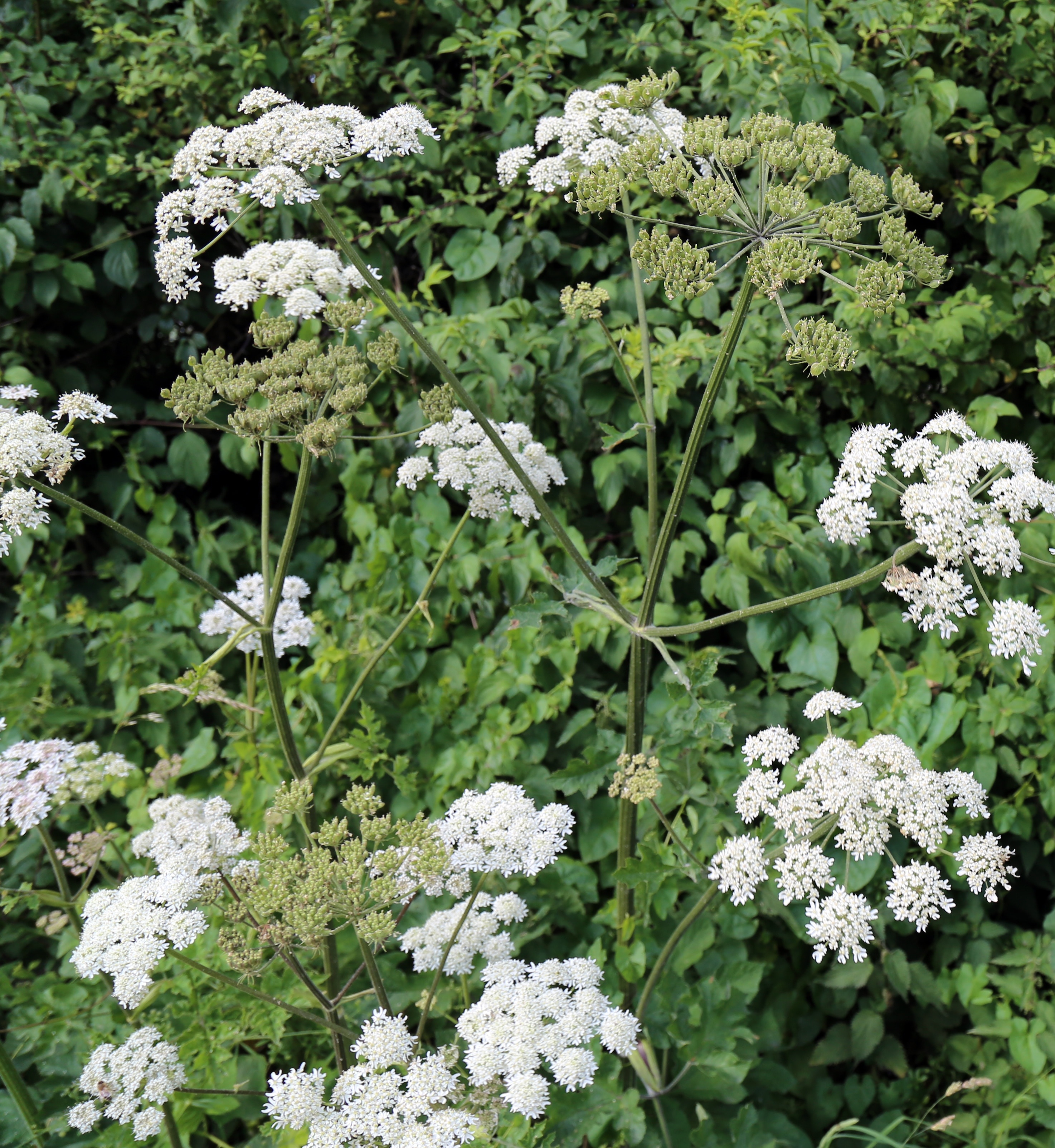 Foto “Shipley” tomada por Acabashi (CC BY-SA); recorte de la original