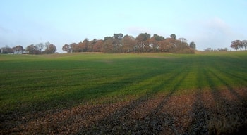 Brown's Green Wood. Looking from the edge of the square to the wood on the top of this gentle escarpment. The view is from the driveway to Umberslade Hall with the low angle of the sun casting long shadows across the fields