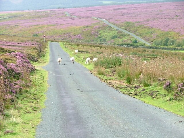 Foto “Pockley” tomada por Mick Garratt (CC BY-SA); recorte de la original