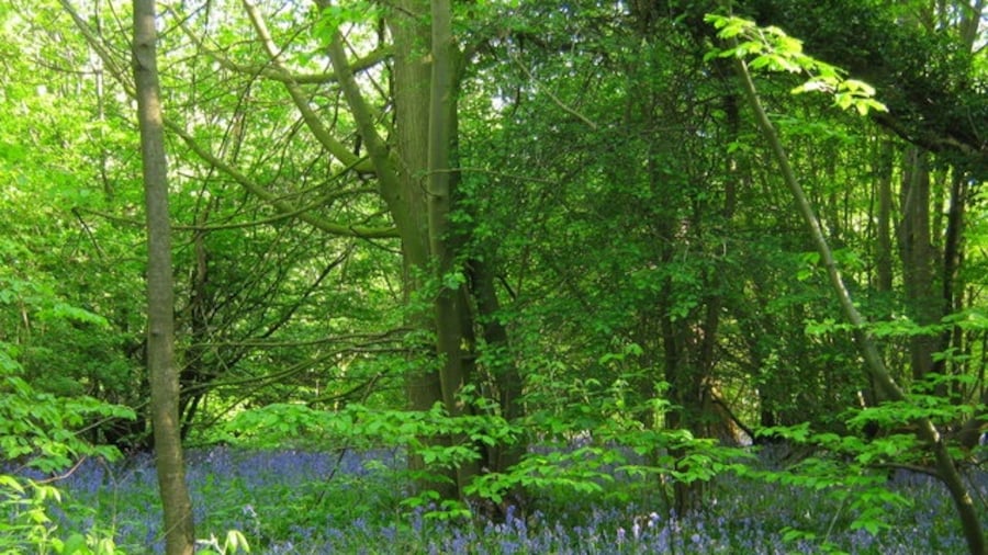 Photo "Bluebells in Hazelwood This small patch of woodland is on a footpath from B258 Top Dartford Road, to Rowhill Road." by David Anstiss (Creative Commons Attribution-Share Alike 2.0) / Cropped from original