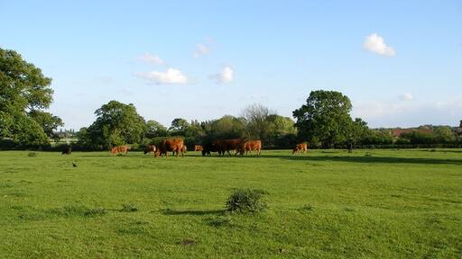 Photo "Kirk Deighton" by Carol Rose (CC BY-SA) / Cropped from original