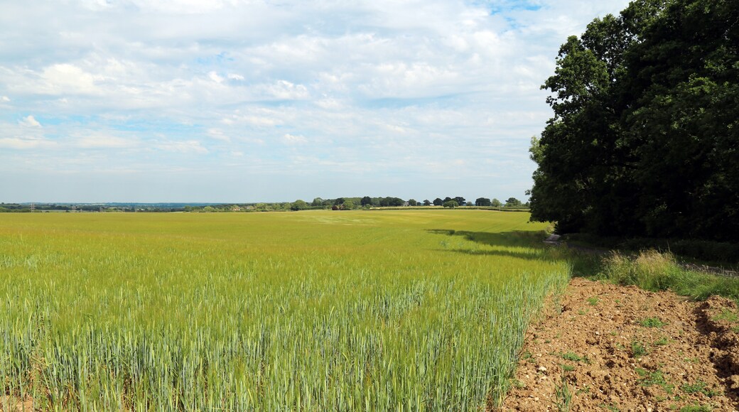 Kuva ”Theydon Mount” käyttäjältä Acabashi (CC BY-SA) / rajattu alkuperäisestä kuvasta