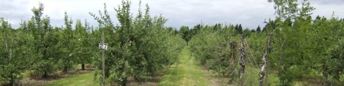 Photo "Apple orchards at Leavenheath We are not far from the manufacturers of Copella fruit juices here." by Jonathan Billinger (Creative Commons Attribution-Share Alike 2.0) / Cropped from original
