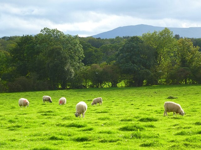 Photo "Skelton" by Andrew Smith (CC BY-SA) / Cropped from original