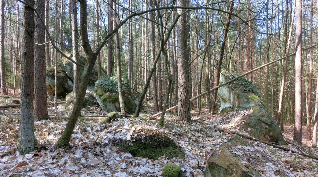 G. Zapf (CC BY) 的「海內爾斯羅伊特爾森林」相片 / 由原圖裁切