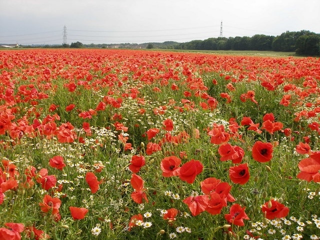 Red Poppies Untilled fields sold off and soon to be built on, yet another piece of our countryside to disappear under another housing estate.