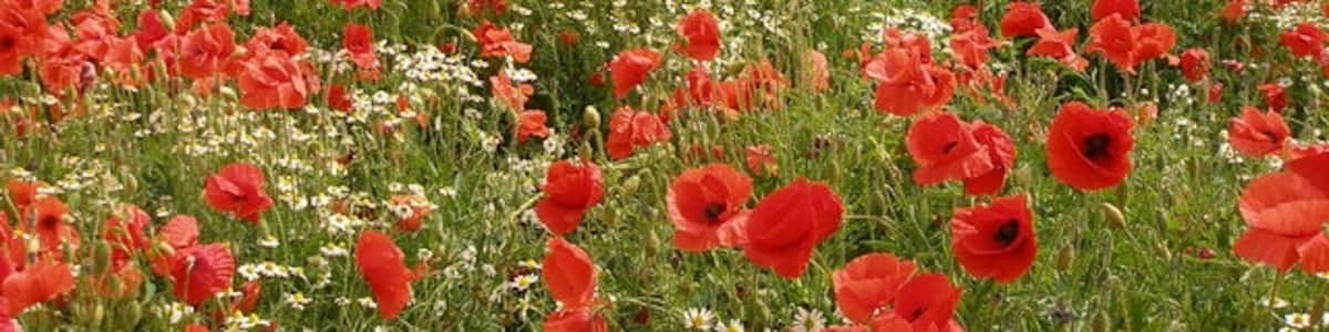 Photo "Red Poppies Untilled fields sold off and soon to be built on, yet another piece of our countryside to disappear under another housing estate." by Garry Smales (Creative Commons Attribution-Share Alike 2.0) / Cropped from original