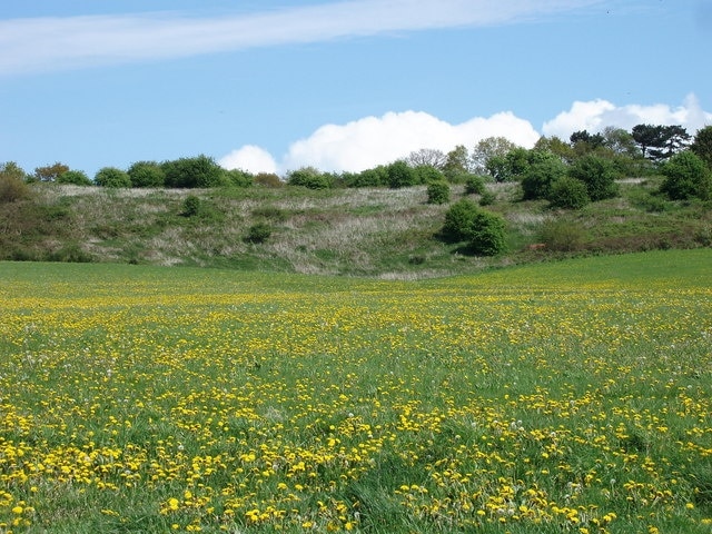 Dandelion Field near Gorse Hill Linehouse Lane, looking toward Gorse Hill