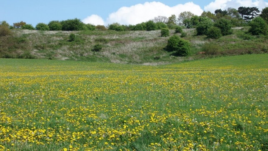Photo "Dandelion Field near Gorse Hill Linehouse Lane, looking toward Gorse Hill" by Lorraine Wheale (Creative Commons Attribution-Share Alike 2.0) / Cropped from original