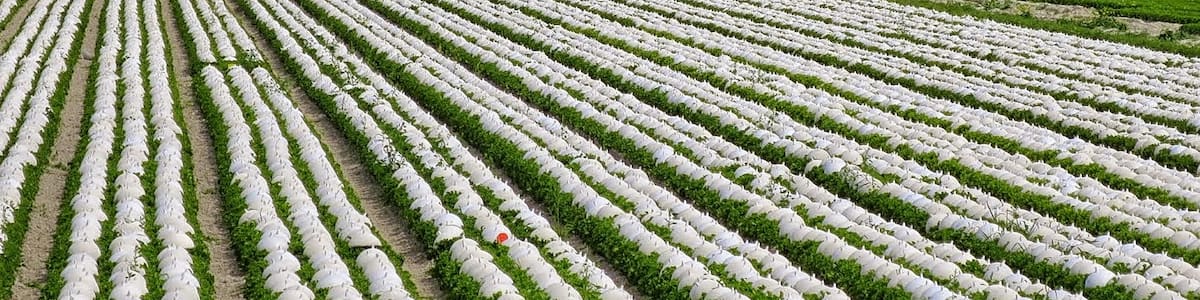 Photo "White Hats for shade to make White Endive for salads." by Art Anderson (Creative Commons Attribution-Share Alike 3.0) / Cropped from original