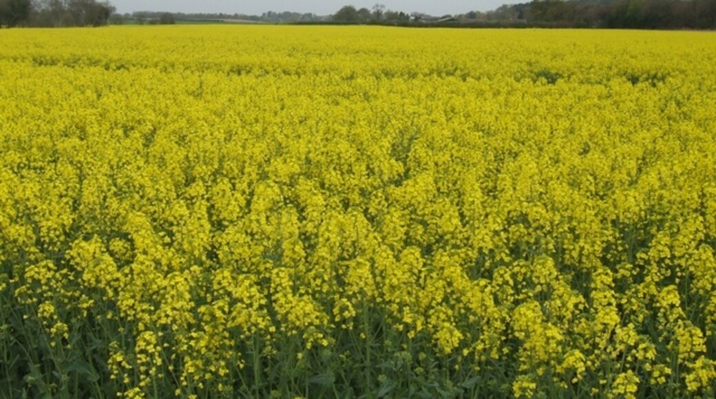 Foto „Sutton Upon Tern“ von John M (CC BY-SA)/zugeschnittenes Original