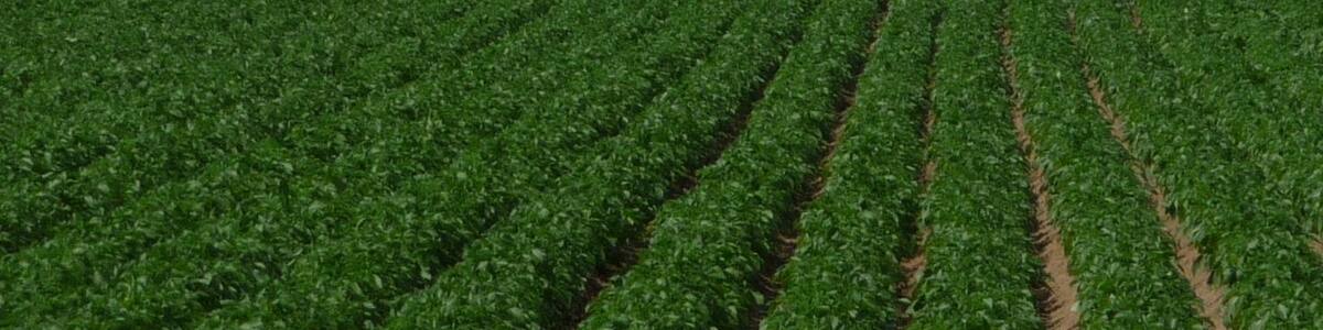 Photo "Pfälzerwald" by Immanuel Giel (Creative Commons Attribution 3.0) / Cropped from original