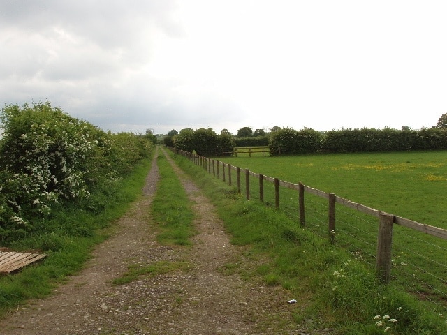 Track to Forge Farm There are several tracks into Forge Farm, this is the view from the Wing road down one of them. There is a hawthorn hedge on the left, buttercups in a pasture on the right.