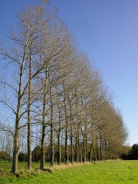 Photo "Gresham" by Hugh Chevallier (CC BY-SA) / Cropped from original