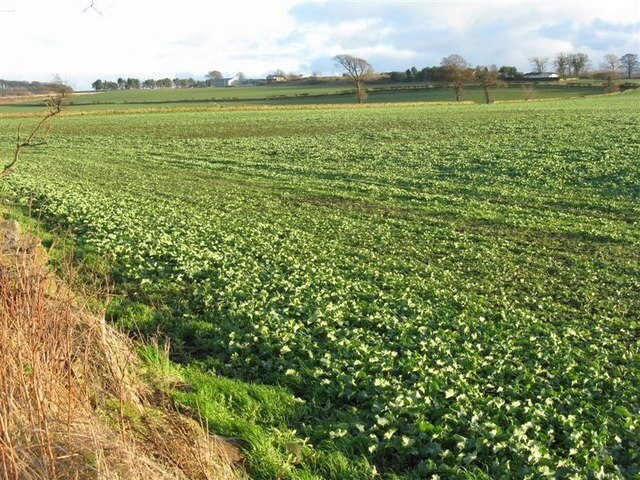 Oilseed rape field near Bonnington As seen from Clifton Road.