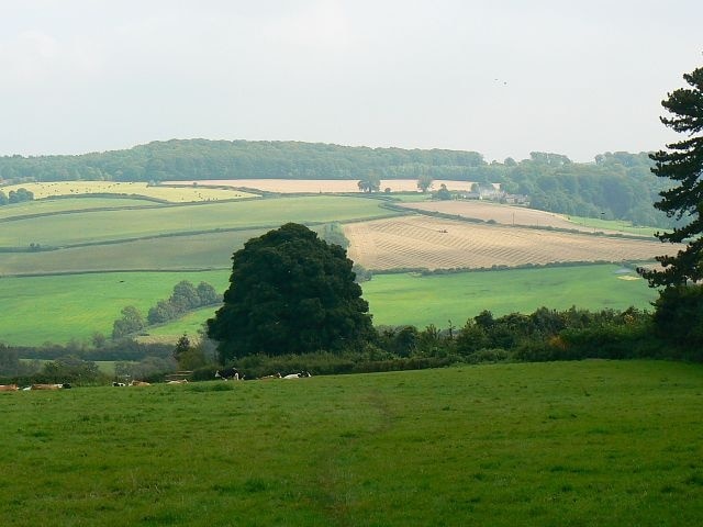 A view east from Sevenleaze Lane, Horsepools, Gloucestershire The land descends from here to the Wash Brook and then rises again towards Painswick. The cattle and the hedge just behind them are in this square. The tree beyond is in the next square east.