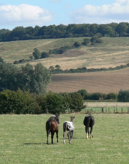 Horses in pasture next to the A6003 Rockingham Road, Great Easton, Leicestershire